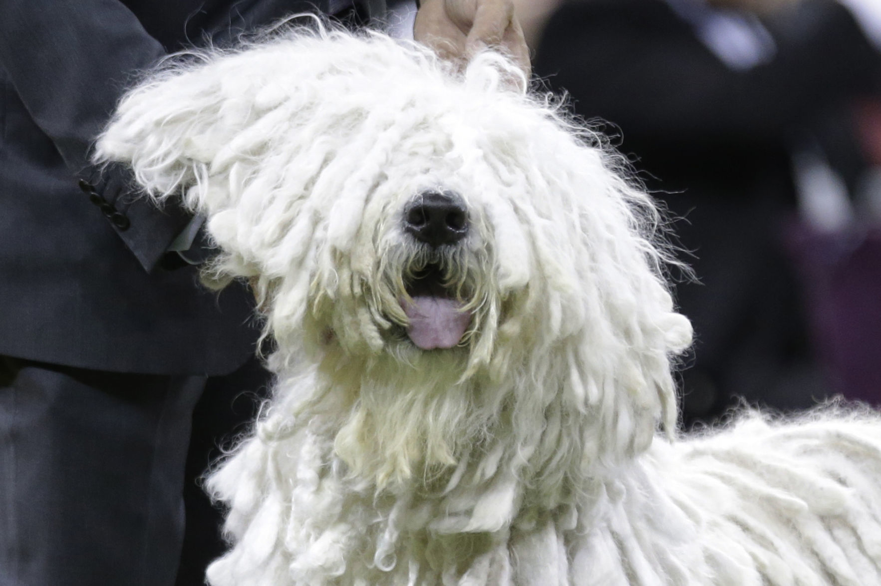 Westminster Dog Show
